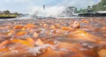 MeM Prime, the feeds able to optimize your Tilapia’s production.