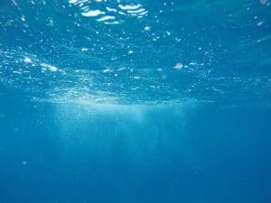 Environment for fish and shrimp