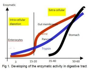 Developing of the enzymatic activity in digestive tract