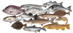 Feeds for fish and shrimp