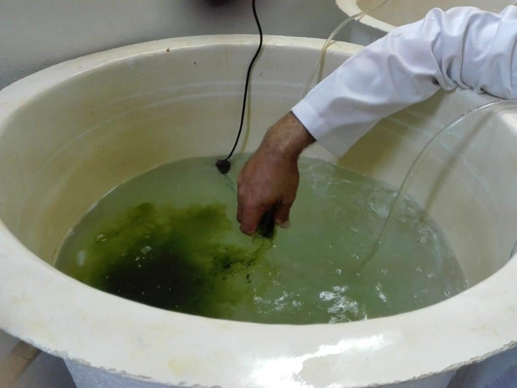 Sample of Algea