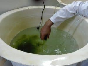 Sample of Algea