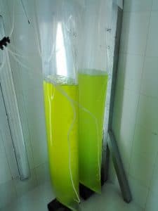 Sample of Algea