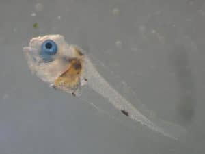 Larvae Meagre