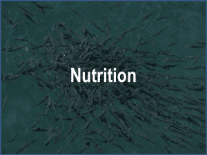 Feeds for fish and shrimp, nutrition