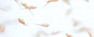 Feeds for fish and shrimp early stages