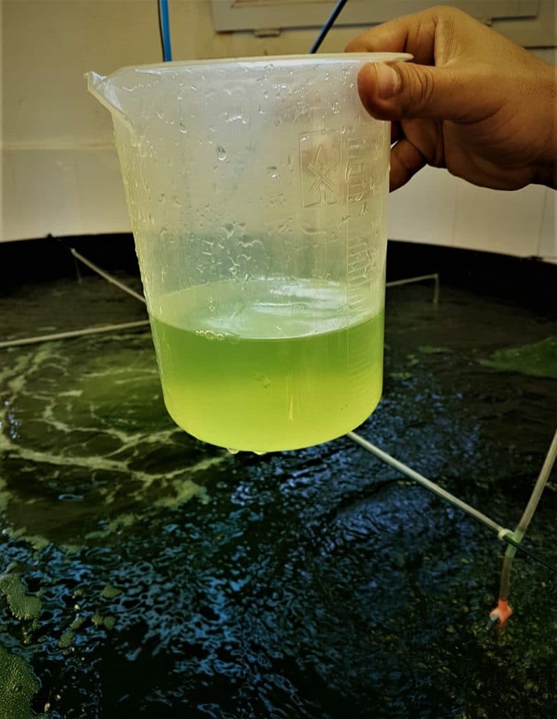 Sample of Algea