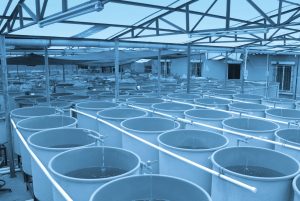 About us, fish and shrimp hatcheries