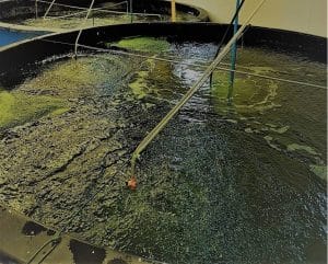 Microalgea for hatcheries