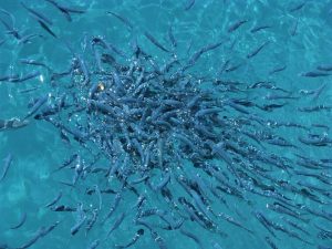 About us, finest hatchery solutions