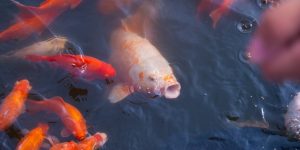 Fish and shrimp nutrition
