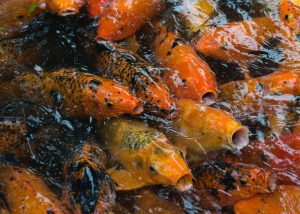Fish feeding in hatchery