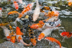 Fish and Shrimp Nutrition