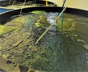 Microalgea for hatcheries